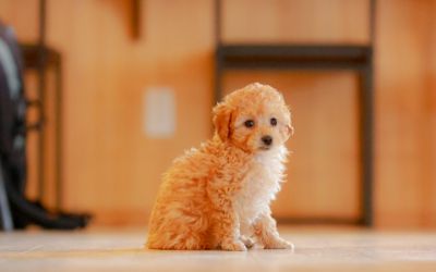 ペットリフォーム